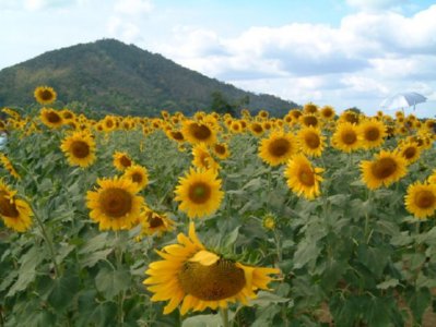 GIRASOL 05  LABRANZA